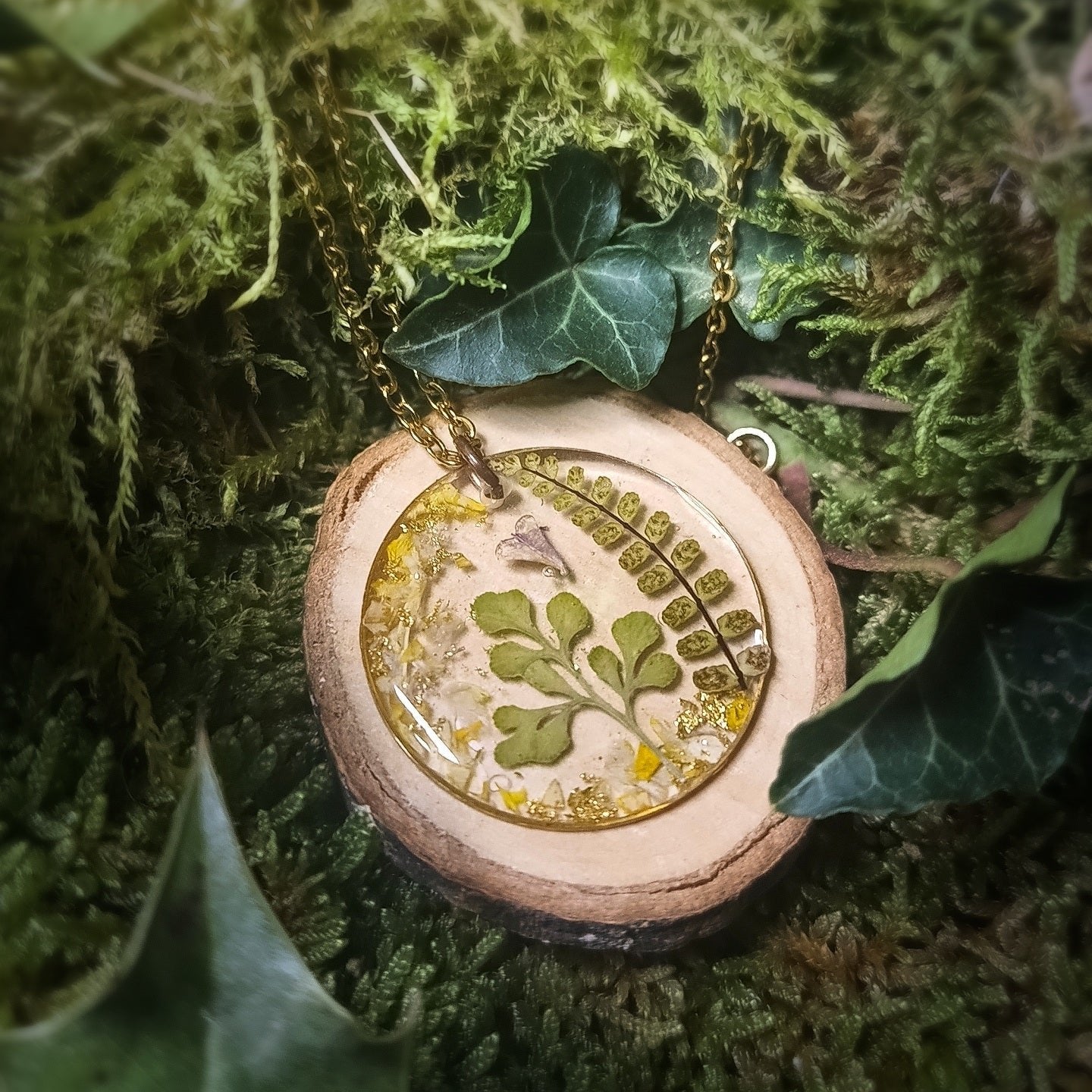 Fougères du jardin